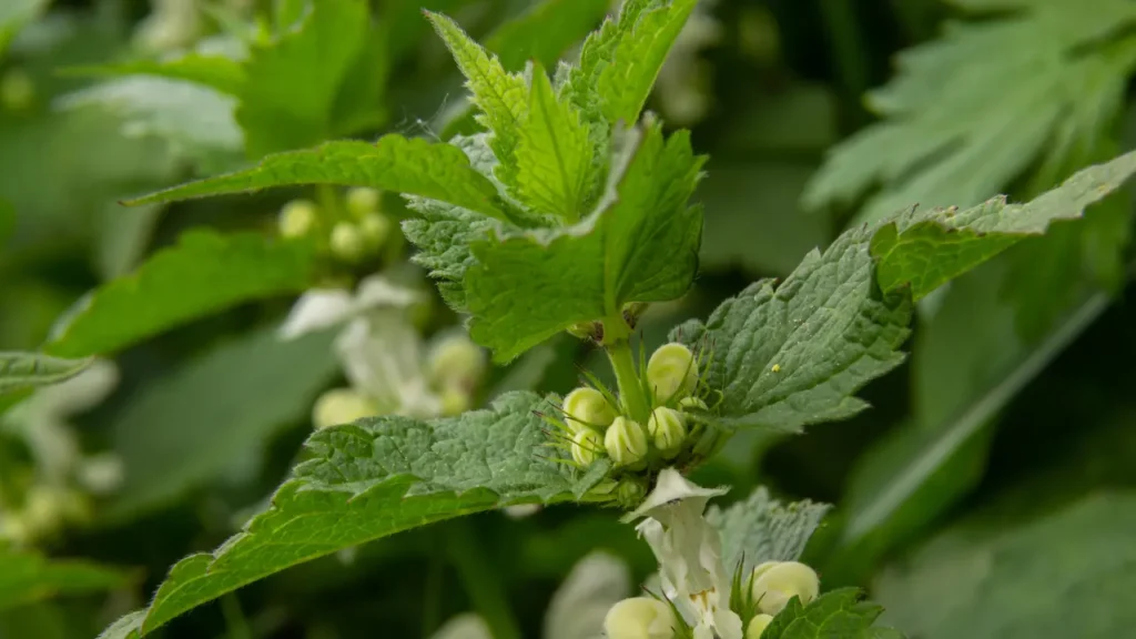 Rabdosia rubescens is a perennial herb.