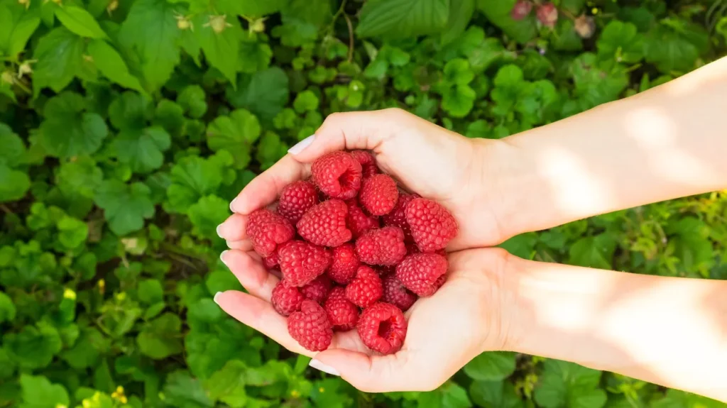 Nature of Red Raspberry