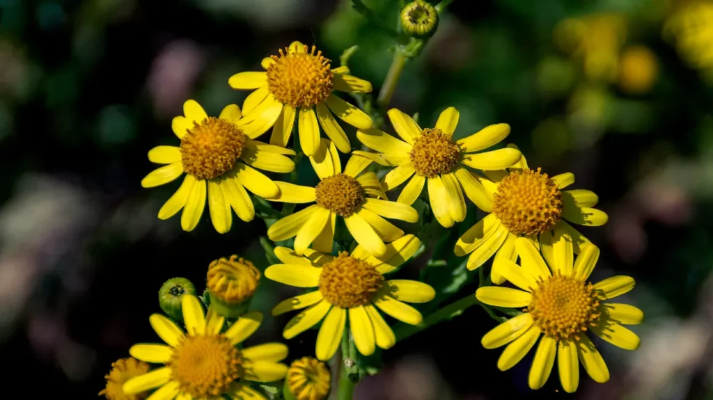 Chemistry of Golden Ragwort