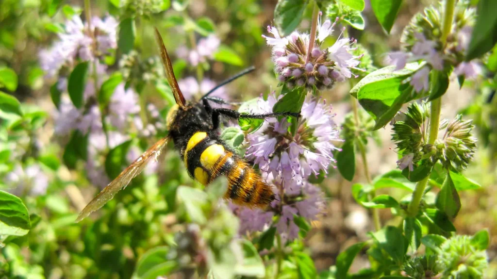 Chemistry of Pennyroyal