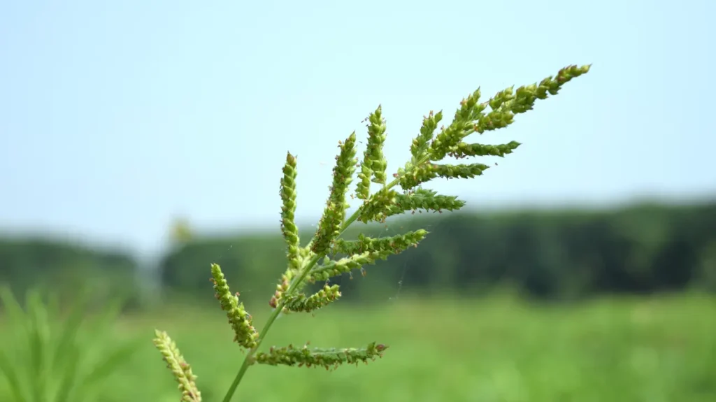 Chemistry of Purple Nut Sedge  