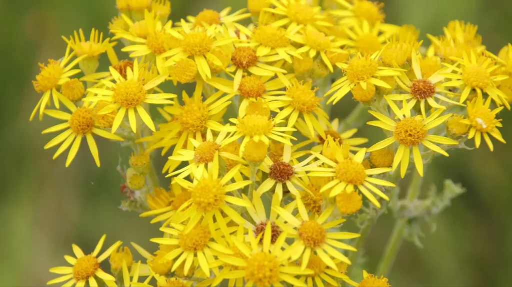 Golden Ragwort as a Nootropic