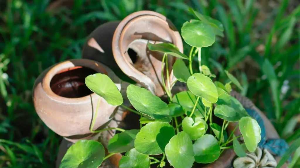 Gotu Kola as a Nootropic