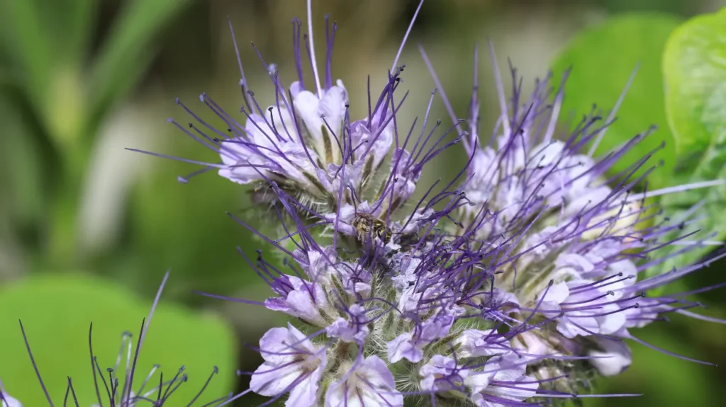 Health Benefits of Pennyroyal 