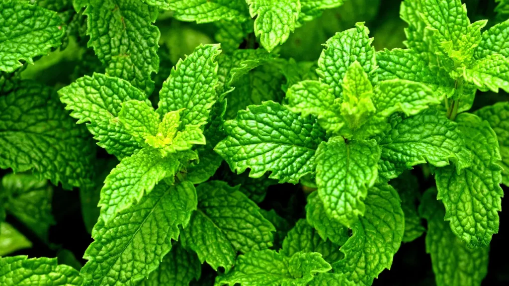 Peppermint as a Nootropic