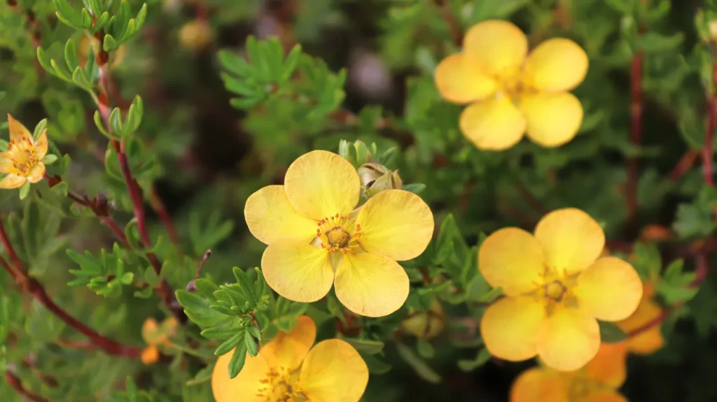 Potentilla as a Nootropic