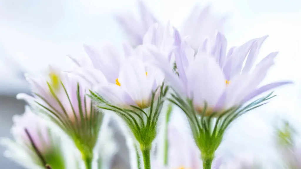 Pulsatilla for Cognitive and Neurological Health